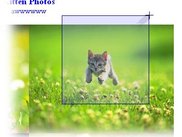 Dragging a box around a picture of a kitten.