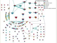 Interaction network graphical representation