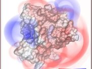 Volume rendering of APBS potentials through VMD