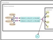 SBGN diagram based on the interpretation of SBO annotations