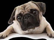 CarLinO logo