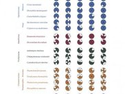 Coulson Plot showing many protein complexes across taxa
