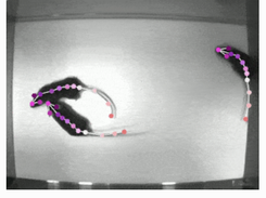 DeepLabCut Screenshot 2