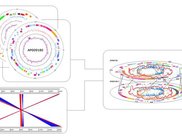 Evolution in circular and comparative genome maps