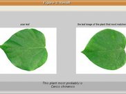 side-by-side display for comparing leaves