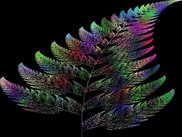 fern