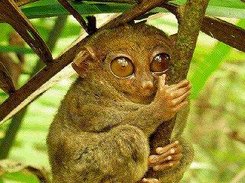 2. Include sample to use: RGB, OSD, YUV, SPU, Cursor layers.