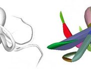 Approximate Convex Decomposition of &amp;#34;Octopus&amp;#34;