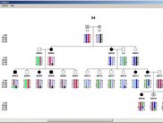Pedigree drawing including haplotype information