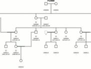 Madeline 2.0 Pedigree Drawing Engine output example.
