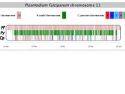 P. falciparum chr. 11 vs. P. yoelii and C. parvum