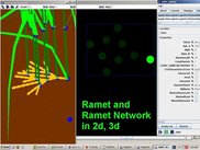 4) Ramet Network in 2d and 3d