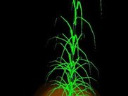1a) The template species: Virtual Arrhenatherum elatius