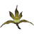 Syntainia icon