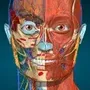 Anatomy Learning - 3D Atlas