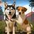 Animal Rescue Pet World Life