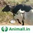 गय भस खरद बच Animall