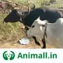 गय भस खरद बच Animall