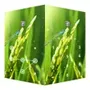 AppLock Live Theme Paddy