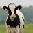 Appp.io - Cow Sounds