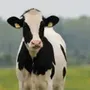 Appp.io - Cow Sounds