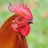 Apppio Rooster Sound Ringtones