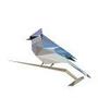 BirdNET