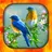 Birds Live Wallpapers HD4K