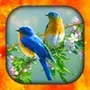 Birds Live Wallpapers HD4K