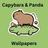 Capybara Panda Cute Pictures