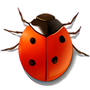 Coccinella