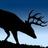 Cuddeback