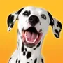 Dalmatian Dog Simulator