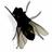 Fly on Desktop