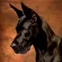 Great Dane Dog Simulator