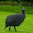 Guinea Fowl Sounds Calls