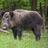 Hog Hunting Calls