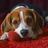 Hound Dog Simulator