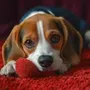 Hound Dog Simulator