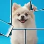 Jigsnap Collections