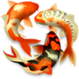 Koi Pond 3D