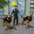 NY City K9 Police Dog Survival