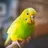 Parakeet Sounds