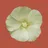 Rare Plants of the Pilbara