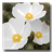 Raw Photo Processor