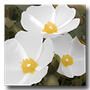 Raw Photo Processor