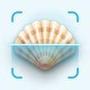 Sea Shell Identifier Guide