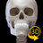 Skeletal System Lite