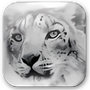SnowChecker