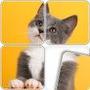 Swappy Jigsaw Puzzles